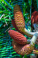 Large pine cones on a tree