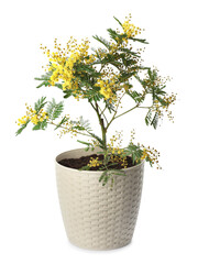 Beautiful mimosa plant in pot on white background