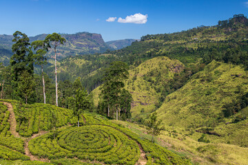 Tea plantation in Sri Lanka