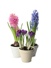 Different beautiful potted flowers on white background