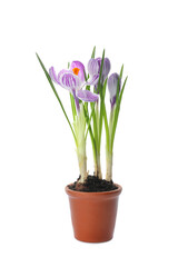 Beautiful potted crocus flowers isolated on white