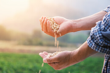 white beans seed in farmer hand pouring into hand with plantation farm background at evening with sunshine, industrial agriculture