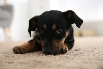 Cute little black puppy on floor indoors