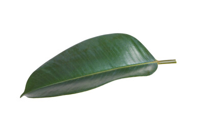 Fresh green leaf of Ficus elastica plant isolated on white