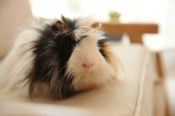 Obraz premium Adorable guinea pig on armchair indoors, closeup. Lovely pet