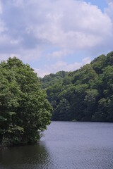 Fototapeta premium river in the forest