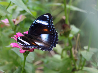 a butterfly perching on a flower