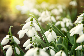 Beautiful tender snowdrops outdoors on sunny day, closeup. First spring flowers