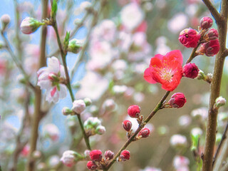 桃の花のク春、山里、風景、桃、桃の花、花、ピンク、白、黄色、植物、自然、桃色、花びら、満開、青空、モモ、かわいい、里山、もも、山、田舎、花桃、ハナモモ、ひな祭り、はなもも、クローズアップ、アップ、白色、赤色ローズアップ 