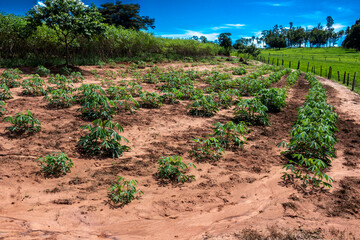 Fototapeta na wymiar Cassava or manioc plant field on little familiar farm in Brazil