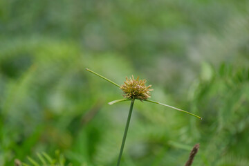 Scirpus, Woof Club-rush or Bulrush grass like species growing alongside the river bend, along the coast of South Africa © fotorudi_101