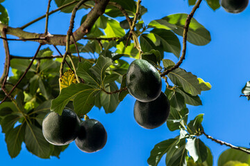 fresh avocado ripening on an avocado tree branch in garden with blue sky background and copy space...