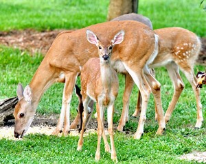 Deer fawn looking at camera with does in background feeding