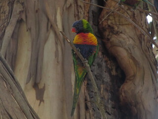 rainbow lorikeet