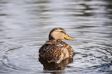 Jeune canard sauvage sur l'eau, canard brun