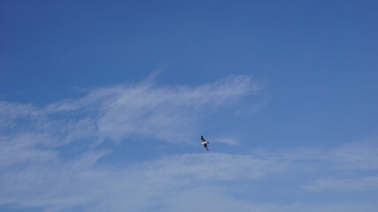 Birds flying over the sea