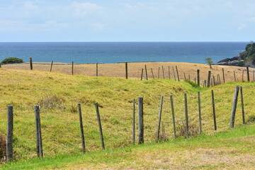 Paddock with not that green grass fenced with wire fence with open ocean in background. - obrazy, fototapety, plakaty