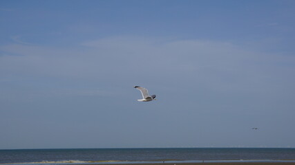 Birds flying over the sea