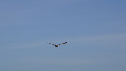Birds flying over the sea