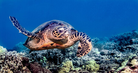 Obraz na płótnie Canvas hawksbill sea turtle