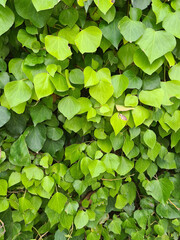 green leaves background