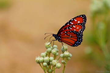 butterfly on a flower