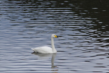 Fototapeta premium 厳しい寒さを避けて越冬で飛来地へと渡ってきた、美しい白い羽毛のオオハクチョウ