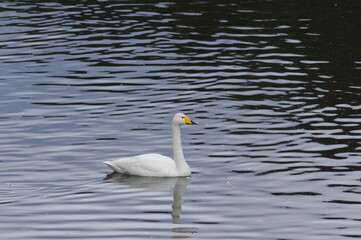 Obraz premium 厳しい寒さを避けて越冬で飛来地へと渡ってきた、美しい白い羽毛のオオハクチョウ