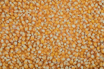 Heap of raw popcorn grains texture background
