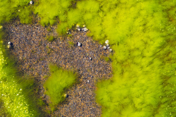 Algae in a river with dirt