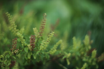 Basil in the Home Garden