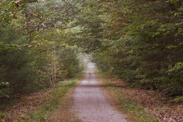 Fototapeta premium Rural country road through the woods