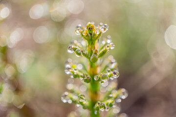 朝露の付いたスギナ