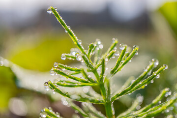 朝露の付いたスギナ