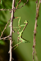 Green Praying mantis on branches