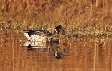 The brant or brent goose (Branta bernicla) on small pond. Scene from conservation area in Wisconsin. 
