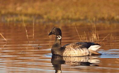 The brant or brent goose (Branta bernicla) on small pond. Scene from conservation area in...