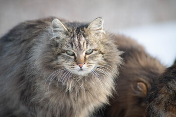 A stray cat on a frosty sunny day in a cold winter