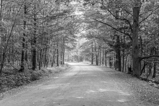 road in the woods, black and white