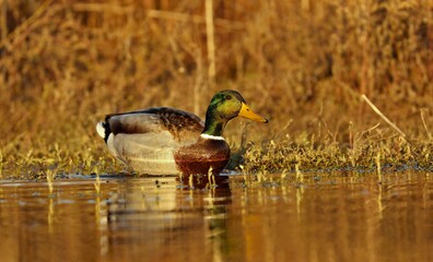 Obraz premium Mallard duck.Natural scene from Wisconsin conservation area. 