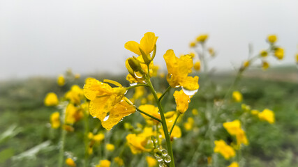 A mustard field of yellow flowers.