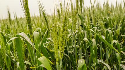 A green wheat field at morning time.