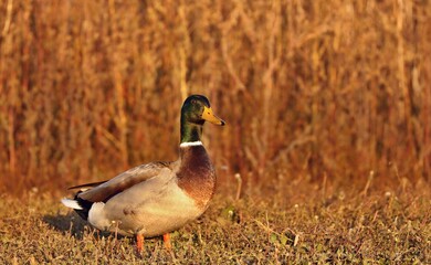 Mallard duck.Natural scene from Wisconsin conservation area.	