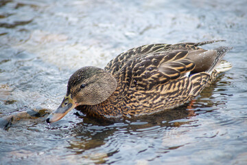mallard duck in winter swimming in the waters of a warm river