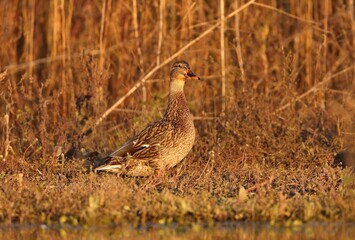 Mallard - The most abundant and widespread of all waterfowl, the mallard is also the most hunted game bird.	