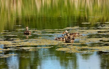 Mallard - The most abundant and widespread of all waterfowl, the mallard is also the most hunted game bird.	