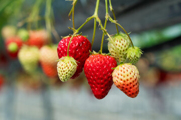 Strawberries grown hydroponically in a plastic greenhouse