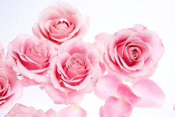 Natural pink roses on white background.