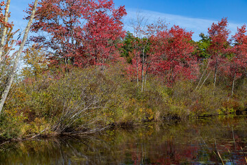 Obraz premium Autumn trees along the riverbank