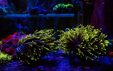 Coral in Motion - Golden Euphyllia Torch LPS coral